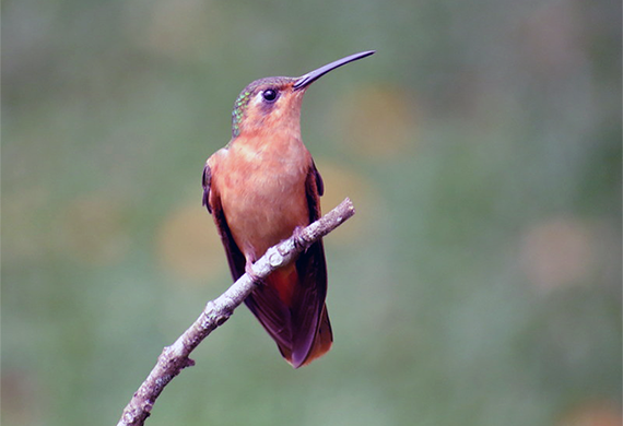 Rufous Sabrewing by Aaron Steed
